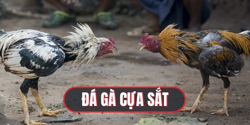 Đá Gà Cựa Sắt